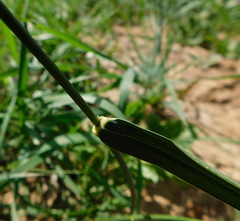 Elymus repens