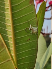 Oxyopes shweta