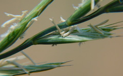 Elymus repens