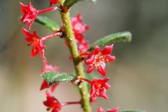 Phyllanthus hirtellus