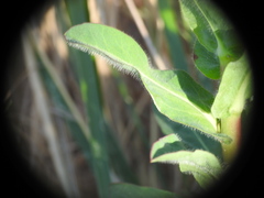 Euphorbia hirsuta