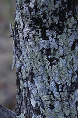Lecanoromycetes
