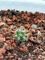 Mammillaria voburnensis
