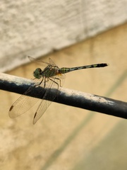 Diplacodes trivialis