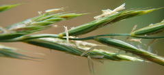 Elymus repens