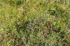 Cotoneaster melanocarpus