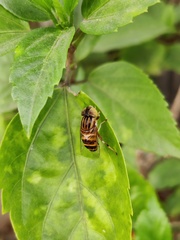 Eristalinus