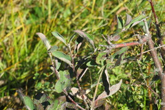 Cotoneaster melanocarpus