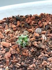 Mammillaria voburnensis