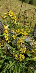 Solidago virgaurea