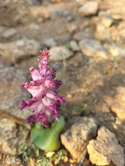 Lachenalia carnosa