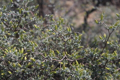 Pteronia incana