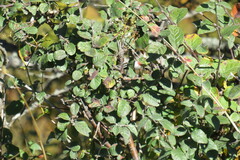 Cotoneaster melanocarpus