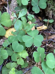 Oxalis acetosella
