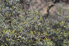 Pteronia incana