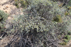 Pteronia incana