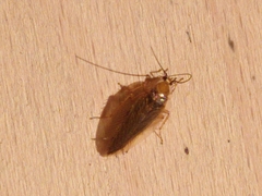 Ectobius vittiventris