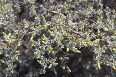 Pteronia incana