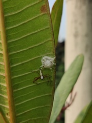 Oxyopes shweta