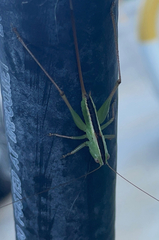 Conocephalus strictus