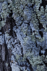 Lecanoromycetes