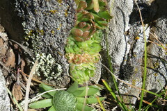 Orostachys spinosa