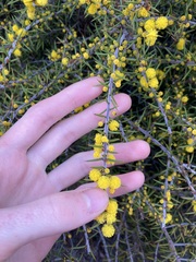 Acacia declinata