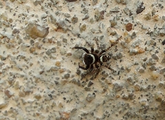 Hasarius adansoni