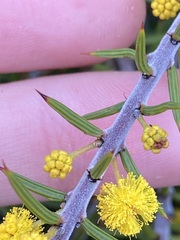 Acacia declinata