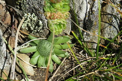 Orostachys spinosa