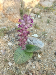 Lachenalia carnosa
