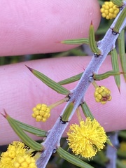Acacia declinata