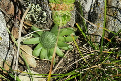 Orostachys spinosa