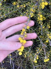 Acacia declinata