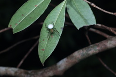 Aoaraneus pentagrammicus
