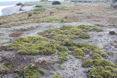 Suaeda novae-zelandiae