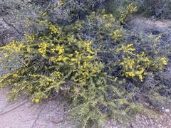 Acacia declinata