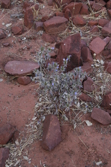 Asclepiadoideae