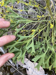 Synaphea