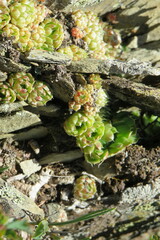 Orostachys spinosa