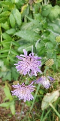 Knautia dipsacifolia