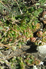 Orostachys spinosa