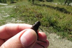 Psophus stridulus