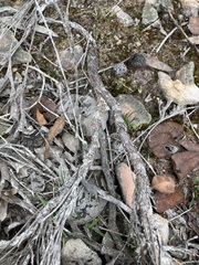 Synaphea