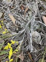 Synaphea