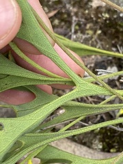 Synaphea