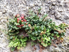 Asplenium ruta-muraria