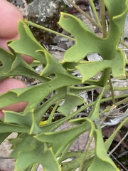 Synaphea