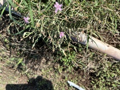 Stephanomeria pauciflora