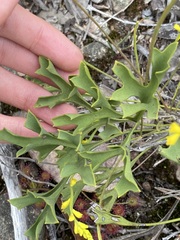 Synaphea